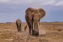 098 Amboseli Nationaal Park